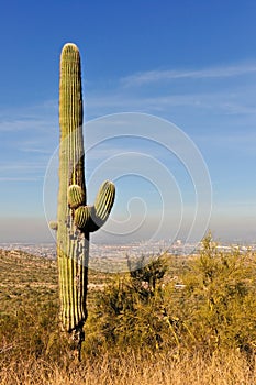 Saguaro cactus Phoenix