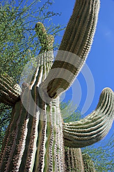Saguaro cactus, Phoenix, Arizona