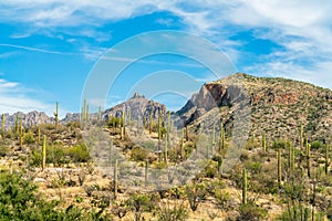 Saguaro cactus ravine in the hills of the north american desert in arizona in sonora with visible cliff peaks and mountains