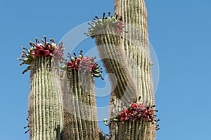 Saguaro cactus with red-fleshed fruit against a blue sky