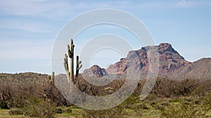 Saguaro cactus with Red Mountain in the background in the Salt River management area near Scottsdale Arizona USA