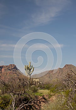 Saguaro cactus and Red Mountain in the Salt River Canyon area near Mesa Phoenix Arizona USA