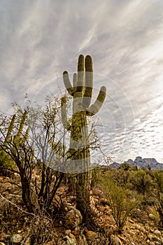 Saguaro cactus rising above the desert floor