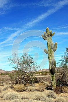 Saguaro cactus Roadrunner campground, Quartzsite, Arizona, USA