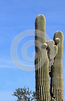 Saguaro cactus Roadrunner campground, Quartzsite, Arizona, USA