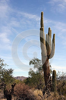 Saguaro cactus Roadrunner campground, Quartzsite, Arizona, USA