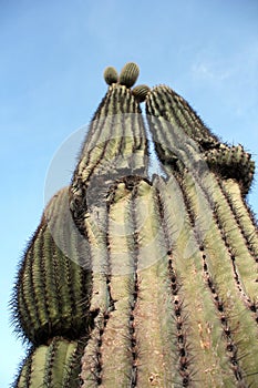Saguaro cactus at Roadrunner campground, Quartzsite, Arizona, USA