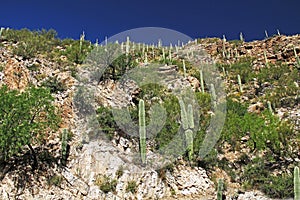 Saguaro Cactus on a Rocky Hill on Mt. Lemmon