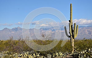 Saguaro Cactus in Saguaro National Park