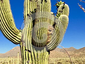 Saguaro Cactus, Saguaro National Park