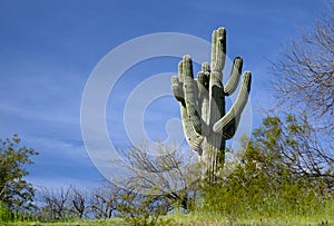 Saguaro cactus in the Salt River Canyon area near Scottsdale Mesa Phoenix Arizona USA