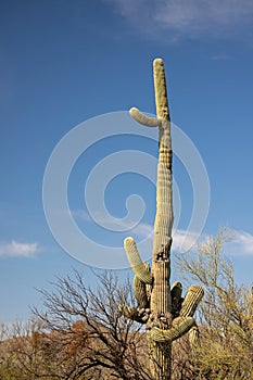 Saguaro cactus in the Salt River management area near Scottsdale Mesa Phoenix Arizona USA
