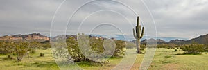 Saguaro cactus in the Salt River management area near Scottsdale Mesa Phoenix Arizona USA