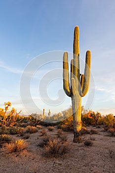 Saguaro Cactus and scenic Sonoran Desert landscape