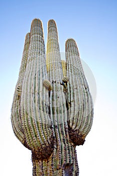 Saguaro cactus in Scottsdale,AZ,USA.