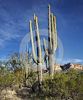 Saguaro cactus in Scottsdale, AZ, USA.
