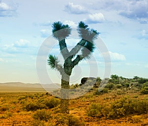 Saguaro cactus. photo
