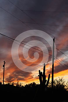 Saguaro cactus silhouette 5521