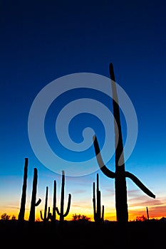 Saguaro Cactus Silhouette againt Vibrant Night Sky