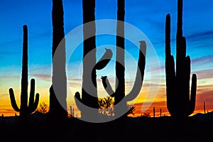 Saguaro Cactus Silhouette at Vibrant Sunset