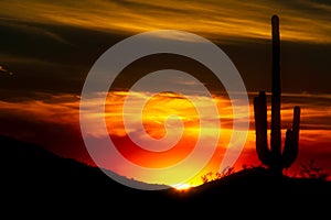 A saguaro cactus silhouetted against a desert sunset.