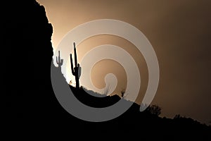 Saguaro cactus and a silhouetted mountain at sunset.