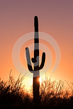 Saguaro Cactus Silhouetted at Sunset