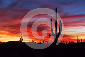 Saguaro Cactus silhouettes at sunset in the Arizona desert