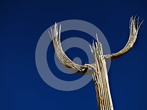 Saguaro Cactus Skeleton