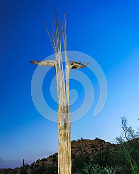 Saguaro Cactus skeleton in arizona