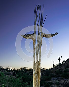 Saguaro Cactus Skeleton in arizona at sunset