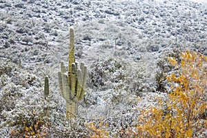 Saguaro cactus with snow in the Arizona desert.