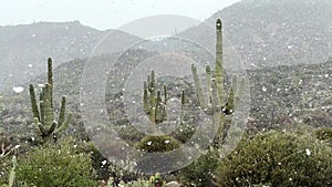 Saguaro cactus with snow falling in the Arizona desert