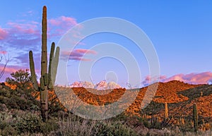 Cactus & Snow In Four Peaks Wilderness in AZ