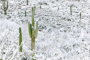Saguaro Cactus with snow in Saguaro National Park