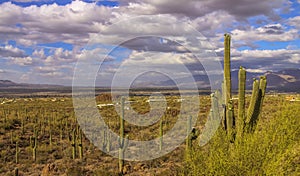 Saguaro Cactus in Sonaran desert