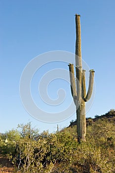 Saguaro cactus in Sonoma Desert