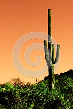 Saguaro cactus in Sonoma Desert infrared