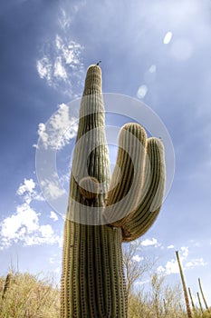 Saguaro Cactus in the Sonoran Desert photo