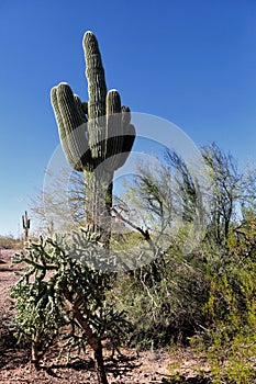 A saguaro cactus in the Sonoran desert