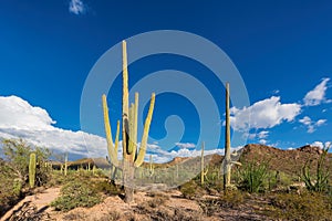 Saguaro cactus in Sonoran Desert