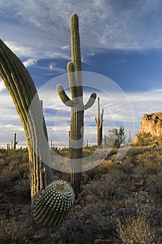 Saguaro cactus in Sonoran Desert