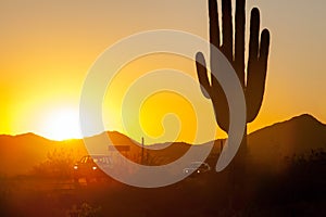 Saguaro Cactus in the Sonoran Desert Arizona