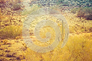 A saguaro cactus in the Sonoran Desert of Arizona