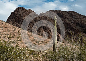 Saguaro Cactus, Sonoran Desert photo