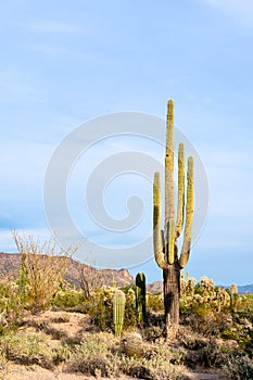 Saguaro Cactus and Sonoran Desert landscape photo