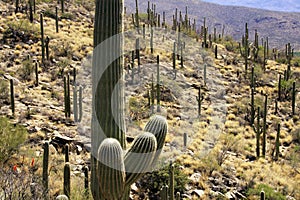 Saguaro Cactus of Southern Arizona