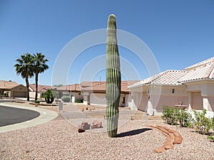 Saguaro cactus in Southwest yard