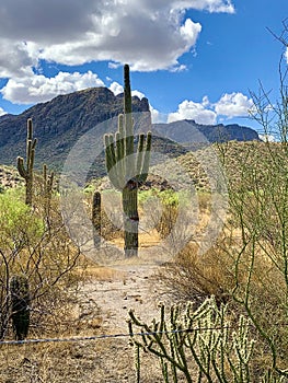 Saguaro Cactus Southwestern Landscape