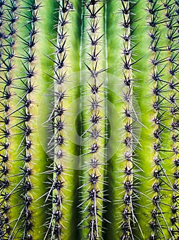 Saguaro Cactus Spines